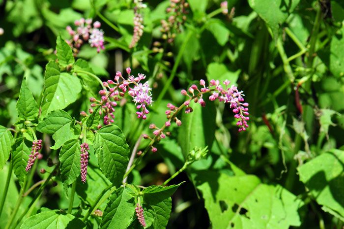 Rivina humilis, Rougeplant